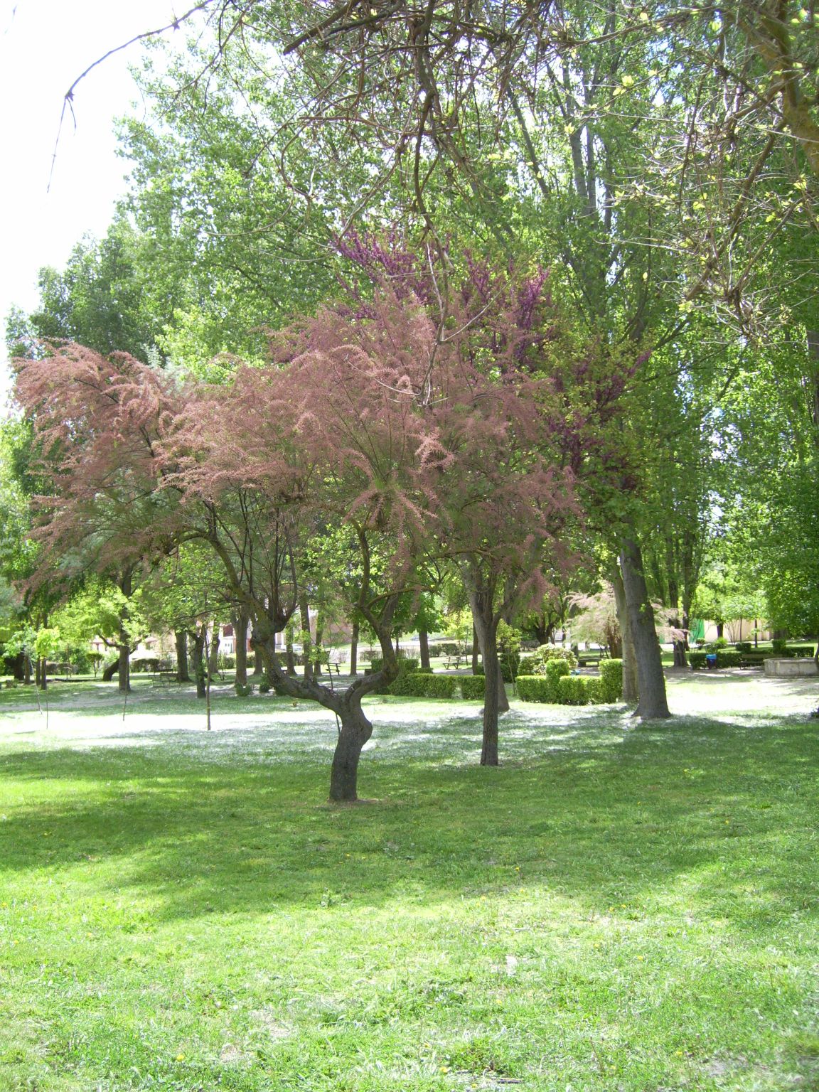 El Parque