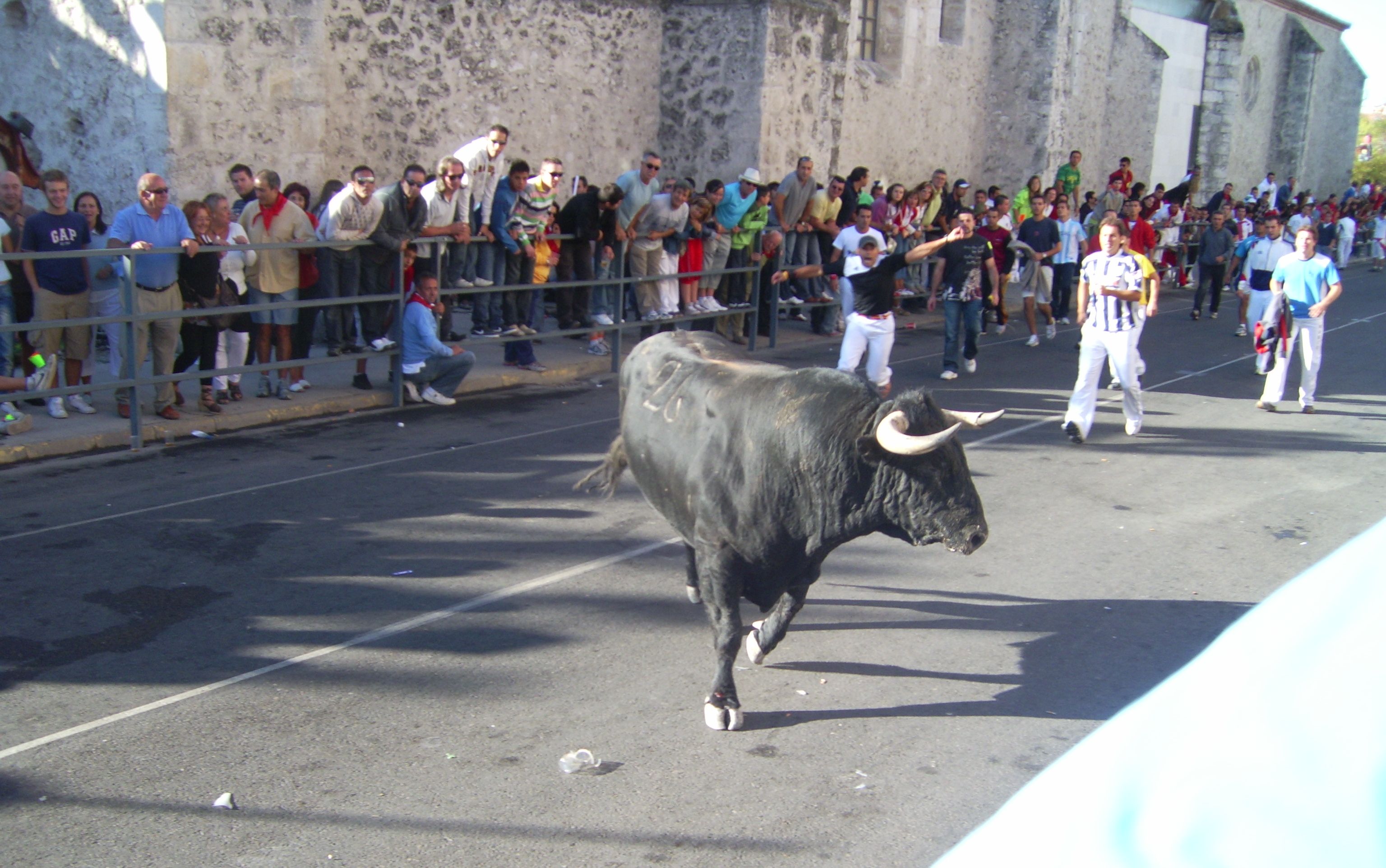 Los toros de uno en uno y despacio para que los veamos bien